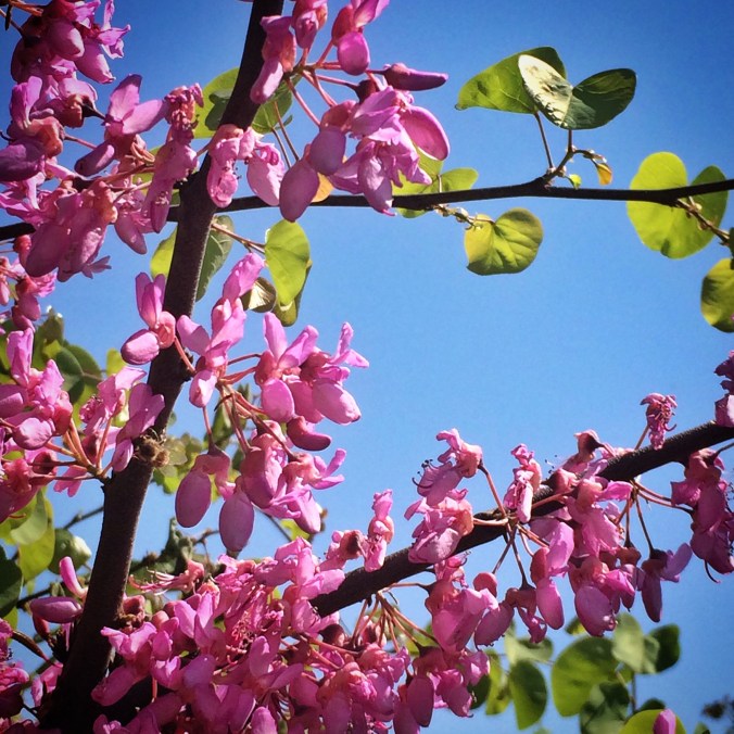 Erguvan - Fotğraf by KorkutGökhan