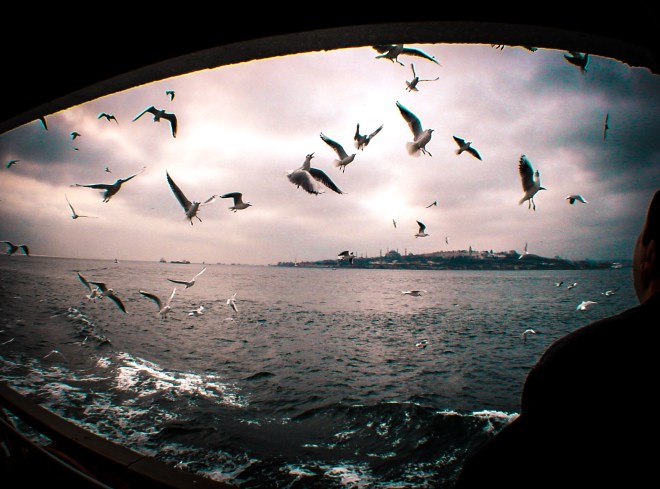 Martılar - Fotoğraf by KorkutGökhan