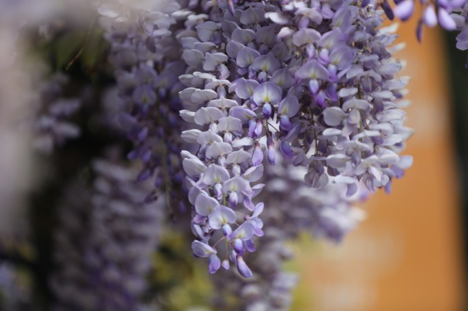 Mor Salkımlar - Fotoğraf by KorkutGökhan